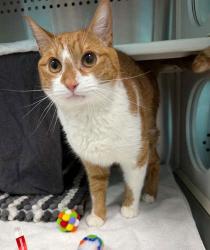 Shelter Stray Male Cat last seen Near woodland Ave, 21215, MD, 2490 Giles Rd, Baltimore, MD 21225, USA
