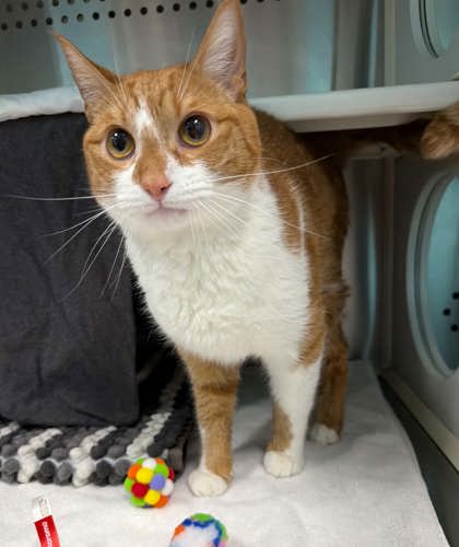 Shelter Stray Male Cat last seen Near woodland Ave, 21215, MD, 2490 Giles Rd, Baltimore, MD 21225, USA