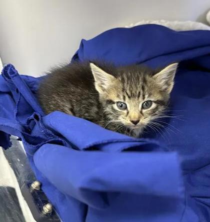 Shelter Stray Male Cat last seen Near Carswell St, 21218, MD, 2490 Giles Rd, Baltimore, MD 21225, USA