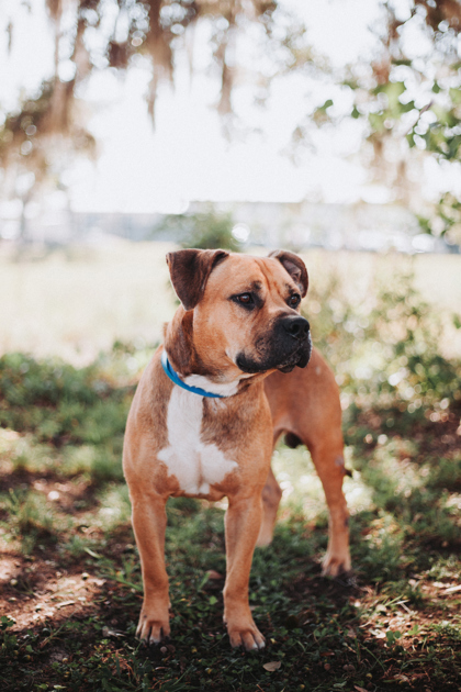 Shelter Stray Male Dog last seen Fuller Street and Piedmont Avenue, North Charleston, SC, 2455 Remount Rd, North Charleston, SC 29406, USA