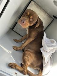 Shelter Stray Male Dog last seen Near n wexford rd, South Fulton, GA, 1251 Fulton Industrial Blvd NW, Atlanta, GA 30336, USA