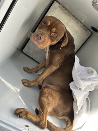 Shelter Stray Male Dog last seen Near n wexford rd, South Fulton, GA, 1251 Fulton Industrial Blvd NW, Atlanta, GA 30336, USA