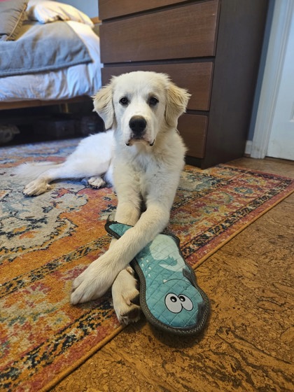 Shelter Stray Male Dog last seen Near Shallowford Rd, CHAMBLEE, GA, 30341, 30341, GA, 3280 Chamblee Dunwoody Rd, Chamblee, GA 30341, USA