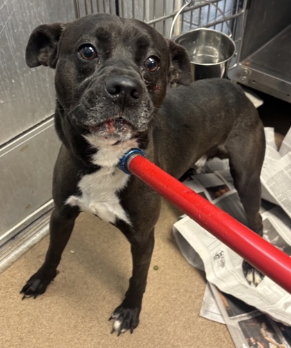 Shelter Stray Male Dog last seen Near Wellington Court BLD 9, 30034, GA, 3280 Chamblee Dunwoody Rd, Chamblee, GA 30341, USA