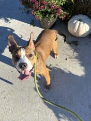 Shelter Stray Female Dog last seen E 110 & Glenville, 5th District, OH, 9203 Detroit Ave, Cleveland, OH 44102, USA