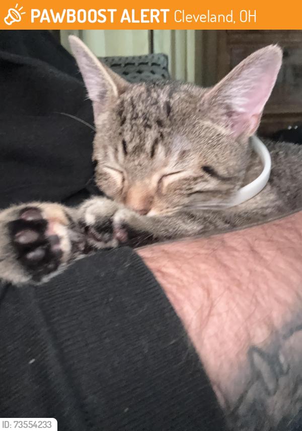 Found/Stray Female Cat last seen Bosworth tavern, Cleveland, OH 44111