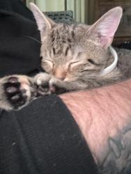 Found/Stray Female Cat last seen Bosworth tavern, Cleveland, OH 44111