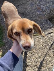 Reunited Unknown Dog last seen Merrimac Ave near Rolling Acres Middle School, Peoria, IL 61614