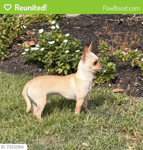 Reunited Female Dog last seen Wood Drake PL and Hinterwood Way, Tomball, TX 77375