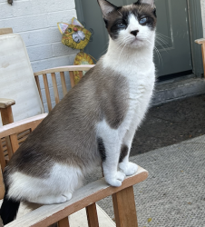 Lost Female Cat last seen pawnee pl/dr (unclear where exactly) in the frazier meadows neighborhood, Boulder, CO 80303