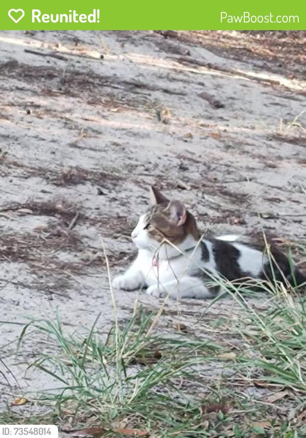 Reunited Female Cat last seen Magnolia and W Hwy 316, Marion County, FL 32634