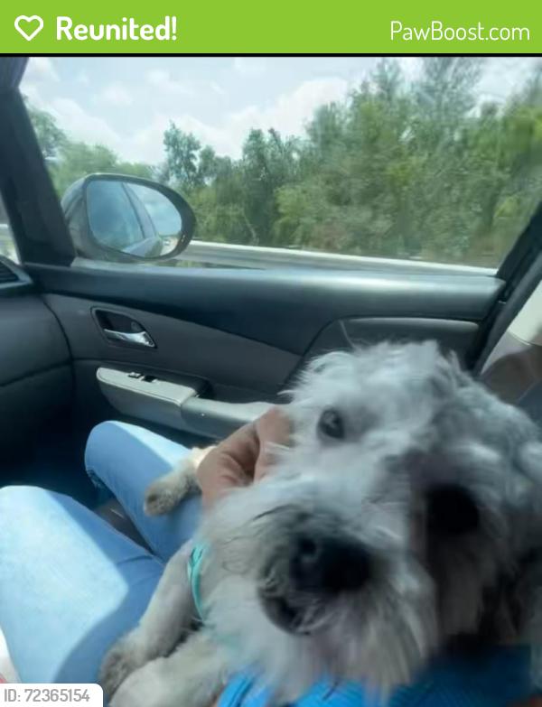 Reunited Male Dog last seen Ninth st se, Winter Haven, FL 33880