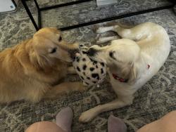 Reunited Female Dog last seen East Brainerd Rd and Gunbarrel Ave, Chattanooga, TN 37421