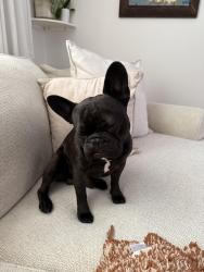 Lost Male Dog last seen Cullen rd, Virginia Beach, VA 23455