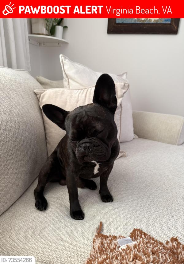 Lost Male Dog last seen Cullen rd, Virginia Beach, VA 23455