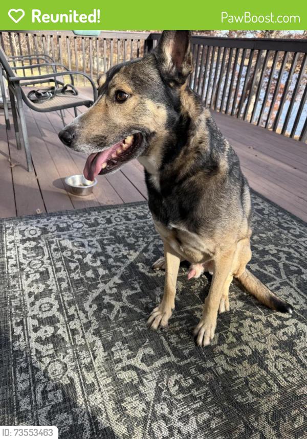 Reunited Male Dog last seen Livonia cemetery, Livonia Township, MN 55398