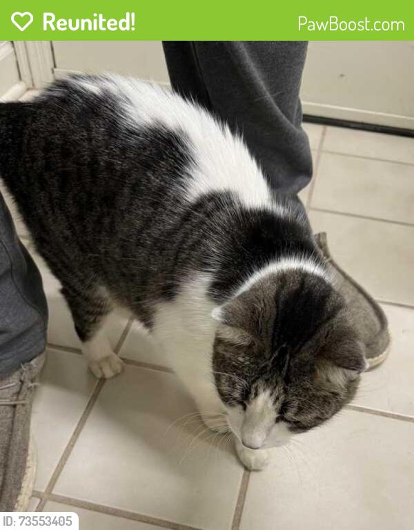 Reunited Unknown Cat last seen E 98st & Oswego Ave, Tulsa, OK 74137