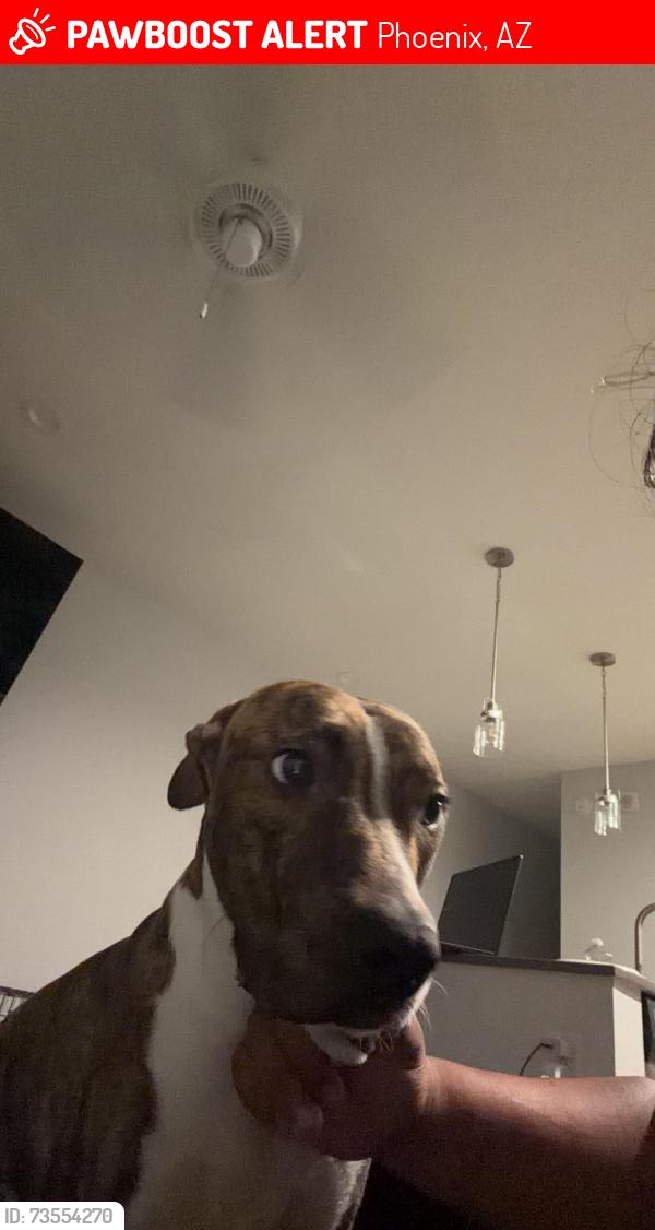 Lost Male Dog last seen Hello, I lost this little dog near 2285 E Baryl Ave. If you have any information, please message me at., Phoenix, AZ 85028