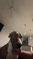 Lost Male Dog last seen Hello, I lost this little dog near 2285 E Baryl Ave. If you have any information, please message me at., Phoenix, AZ 85028