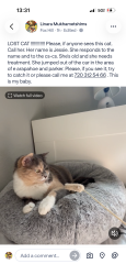 Lost Female Cat last seen E Arapahoe rd & s Parker rd, Denver, CO 80224