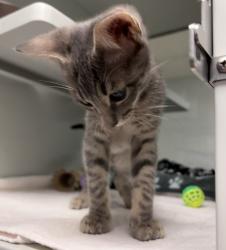 Shelter Stray Male Cat last seen Woodland Pkwy & E Mission Rd., San Marcos, CA, 92069, Escondido, CA 92027, USA