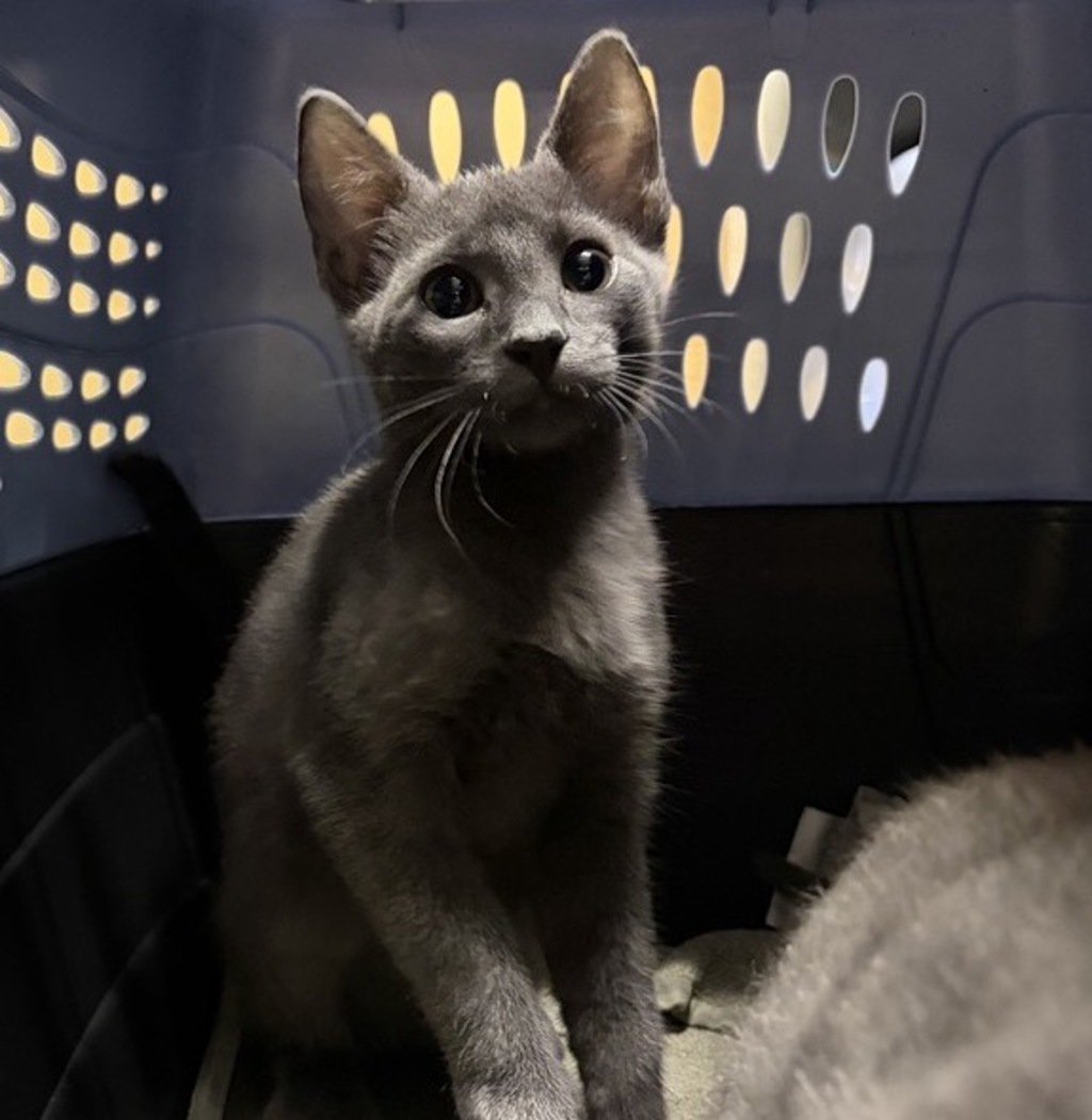 Shelter Stray Male Cat last seen Woodland Pkwy & E Mission Rd., San Marcos, CA, 92069, Escondido, CA 92027, USA