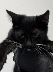 Shelter Stray Female Cat last seen Near Selma Place, San Diego, CA, 92114, 5500 Gaines St, San Diego, CA 92110, USA