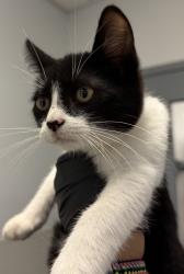 Shelter Stray Male Cat last seen Near Selma Place, San Diego, CA, 92114, 5500 Gaines St, San Diego, CA 92110, USA