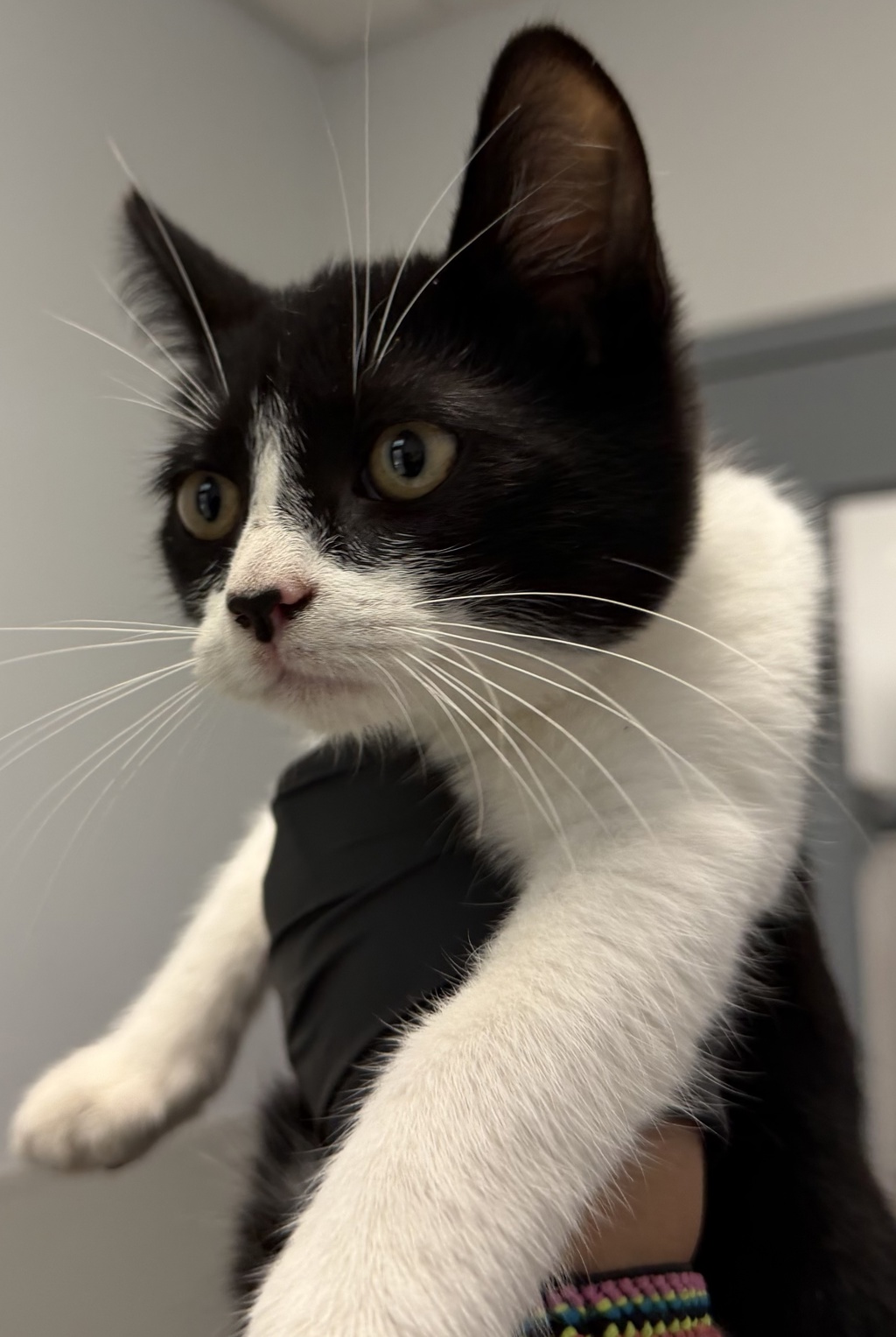 Shelter Stray Male Cat last seen Near Selma Place, San Diego, CA, 92114, 5500 Gaines St, San Diego, CA 92110, USA