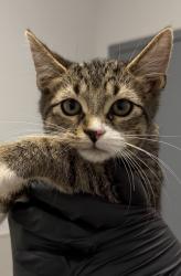 Shelter Stray Male Cat last seen Near Selma Place, San Diego, CA, 92114, 5500 Gaines St, San Diego, CA 92110, USA