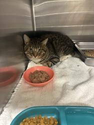 Shelter Stray Male Cat last seen Near E Maple Street, MURRAY CITY, UT, 84107, 511 W 3900 S, Salt Lake City, UT 84123, USA
