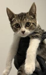 Shelter Stray Female Cat last seen Near Selma Place, San Diego, CA, 92114, 5500 Gaines St, San Diego, CA 92110, USA