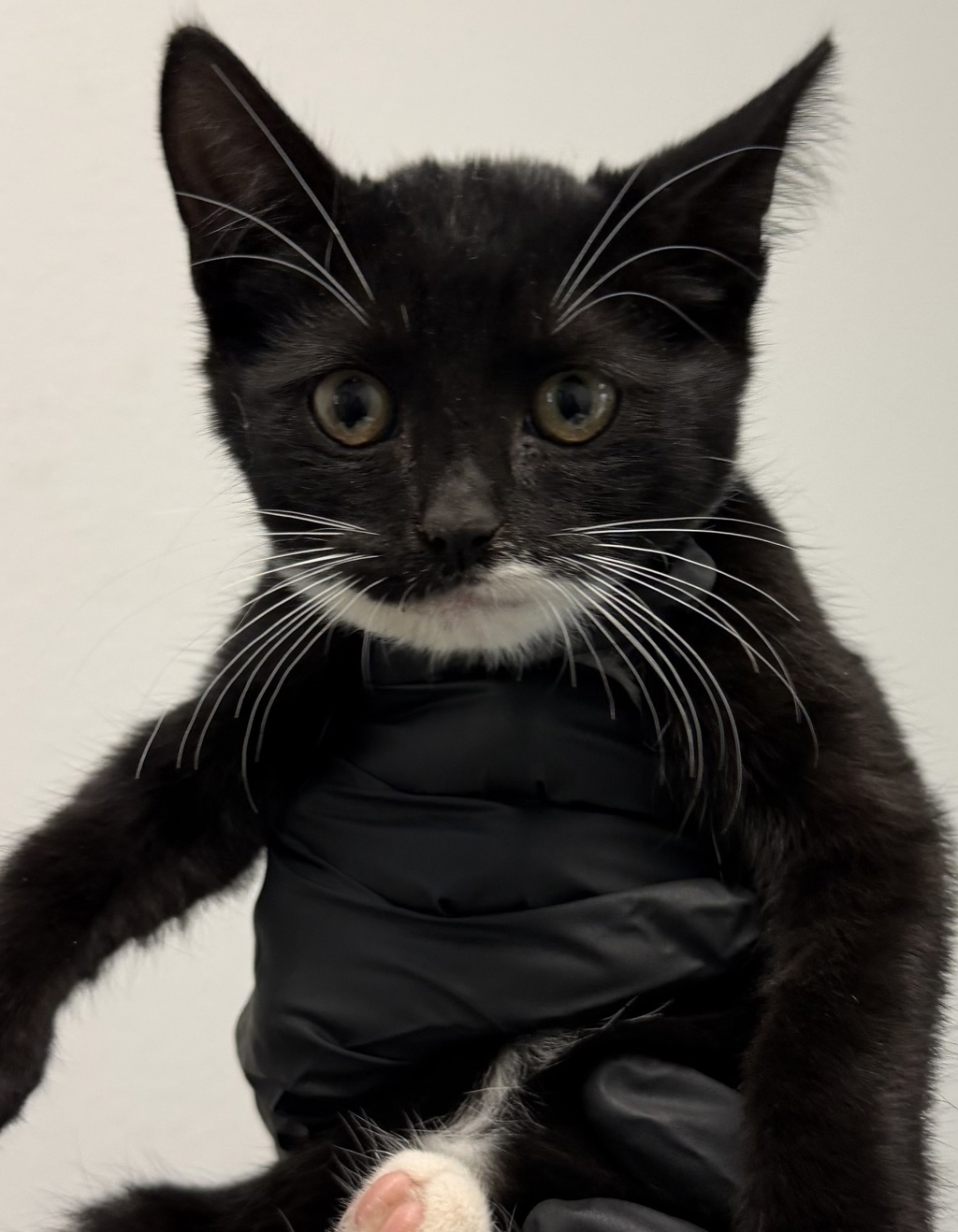 Shelter Stray Female Cat last seen Near Selma Place, San Diego, CA, 92114, 5500 Gaines St, San Diego, CA 92110, USA