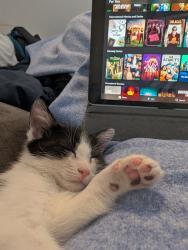 Shelter Stray Female Cat last seen Steinway Avenue, STATEN ISLAND, NY, 10314, 326 E 110th St, New York, NY 10029, USA