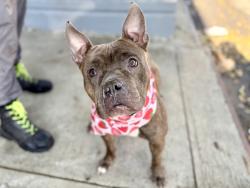 Shelter Stray Female Dog last seen Aldus Street, BRONX, NY, 10459, 326 E 110th St, New York, NY 10029, USA