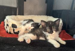 Shelter Stray Male Cat last seen San Diego, CA, 92111, 5500 Gaines St, San Diego, CA 92110, USA