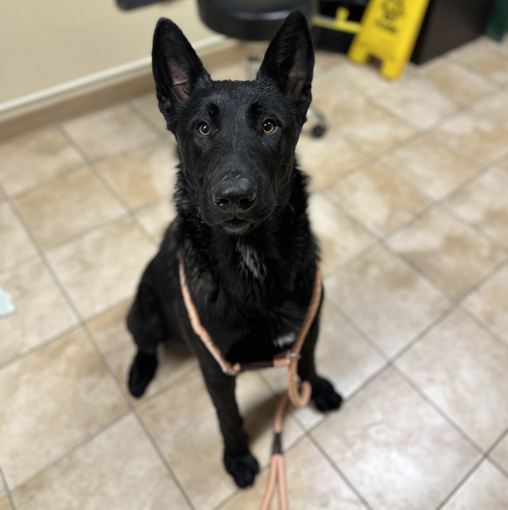 Shelter Stray Male Dog last seen E Historic Hwy, CORBETT, OR, 97019, 1700 W Historic Columbia River Hwy, Troutdale, OR 97060, USA