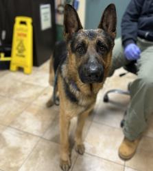 Shelter Stray Male Dog last seen E Historic Hwy, CORBETT, OR, 97019, 1700 W Historic Columbia River Hwy, Troutdale, OR 97060, USA