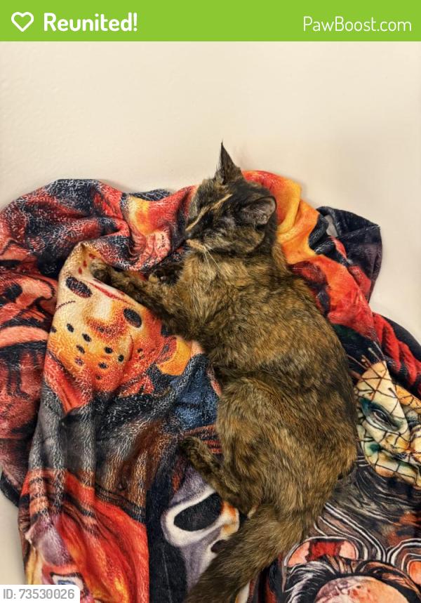 Reunited Female Cat last seen Near N Dewey St Eustis Florida, Eustis, FL 32726