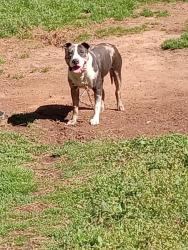 Reunited Male Dog last seen Old griffin rd Hampton ga, Hampton, GA 30228