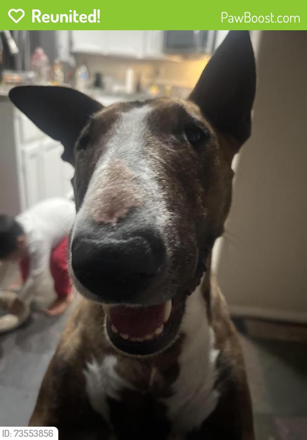 Reunited Female Dog last seen Eagle Ranch Community, Victorville, CA 92392