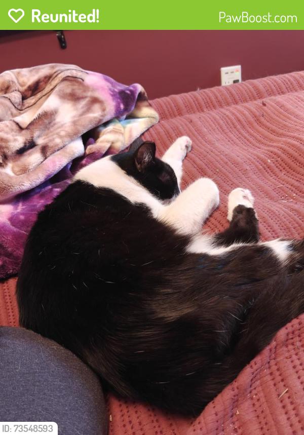 Reunited Male Cat last seen King and 85th, Happy Valley, OR 97086