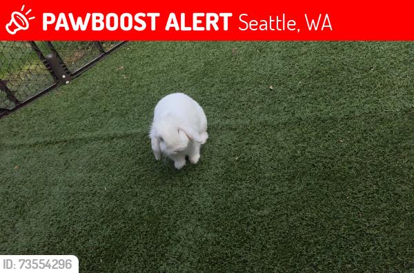 Lost Male Rabbit last seen 127th St, Seattle, WA 98146