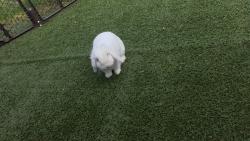 Lost Male Rabbit last seen 127th St, Seattle, WA 98146