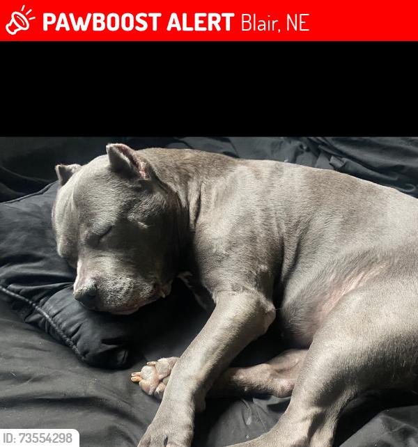Lost Female Dog last seen Blair, Blair, NE 68008
