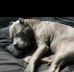 Lost Female Dog last seen Blair, Blair, NE 68008