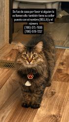 Reunited Female Cat last seen Iglesia life point, Homestead, FL 33032