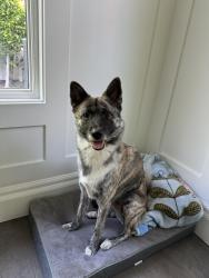 Lost Male Dog last seen Vista x oakwood, Los Angeles, CA 90036