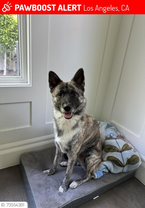 Lost Male Dog last seen Vista x oakwood, Los Angeles, CA 90036