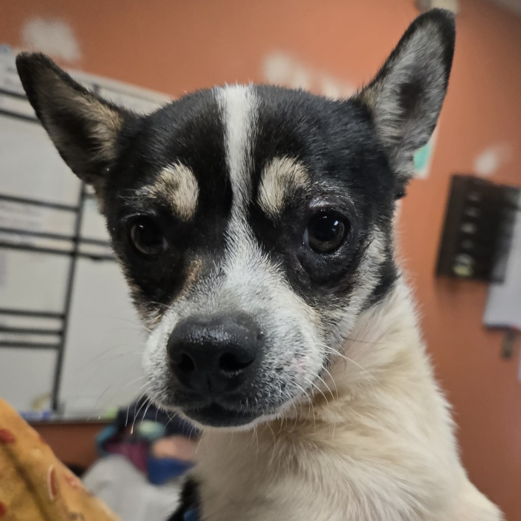 Shelter Stray Male Dog last seen , 11665 US-89, Flagstaff, AZ 86004, USA